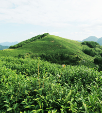 茶产业与体育旅游融合发展研究